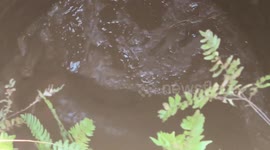 Elephant calf rescued from 25 feet deep well well in Malayattoor in Kerala