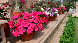 Colorful flowers bloom during spring season in India