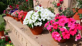 Colorful flowers bloom during spring season in India