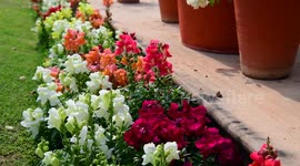 Colorful flowers bloom during spring season in India
