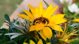 Honeybee sitting on flower to collect nectar in India