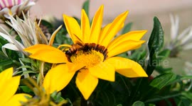 Honeybee sitting on flower to collect nectar in India
