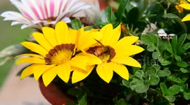 Honeybee sitting on flower to collect nectar in India