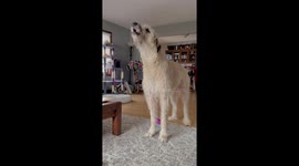Dramatic Doggo Howls for Attention