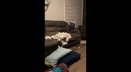 Pupper Caught Being Naughty