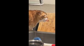 This orange cat hasn't quite worked out how to drink from tap
