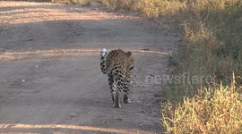Female Zambian Leopard stalks antelopes by hiding in a streambed