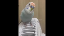 Clever pet budgie mimics owner’s sniffling sounds
