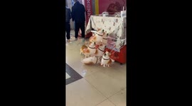 Pet Corgi baffled by balloon doppelgangers