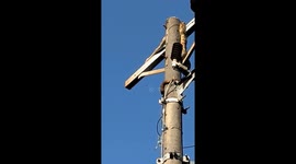 Reticulated python causes electricity outage as it climbs power pole in Mandaue City, Philippines