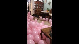 Joyful new year's tradition: Pancho the balloon-popping pooch spreads cheer in Philippines