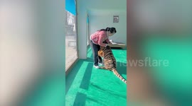 Rare Siberian tiger extends its paws for hug following jab from caretaker