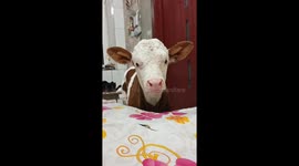 Chinese boy shares room with newborn calf fearful of winter cold