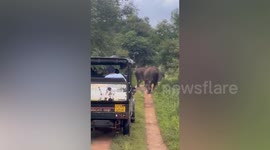 Brave safari driver calmly stops elephant charging at jeep