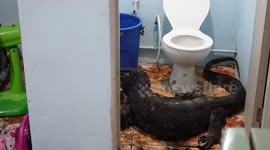 Huge monitor lizard rampages through home and hides in bathroom
