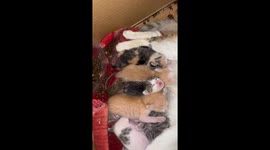 Mother cat adopts pet mouse amongst her kittens in China