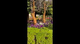 Budhaa statue in a beautiful garden
