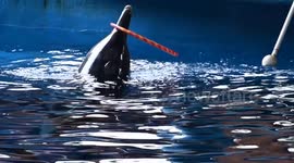 Dolphin and Sea Lion Performance at Nanning Zoo in China
