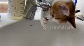 Kitten cleverly using its paw to drink from the faucet