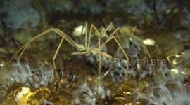 Male sea spiders are stay-at-home dads who protect the female's eggs, researchers find