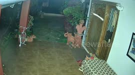 Rare Black panther wanders in front of house in India