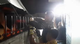 Stray cat impaled on fence rescued and adopted by kind residents in Thailand