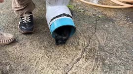 Kitten stuck in gutter pipe plucked out by animal rescue team