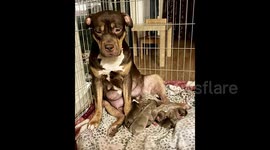 Woman stuck with 10 XL bully pups after she rescued mum who gave birth to surprise puppies