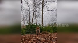 Fox steals and hides rescuer's camera in United Kingdom
