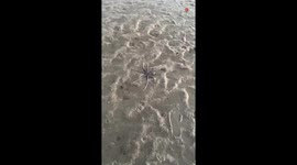 Kind woman squashes her fear of octopus' squirts while helping it out