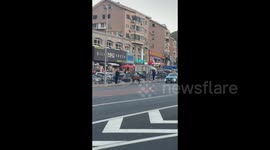 Sika Deer Wanders the Street in Dalian, China