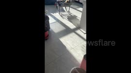 Relaxed Siamese Cat Takes a Joy Ride on a Rocking Chair in Hebei, China