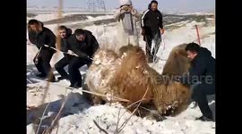 Police brave -24 degree Celsius cold to rescue camel buried in snow in China
