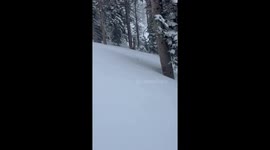 Rare glimpse of elusive ermine: snowy spectacle in Deer Valley, Utah