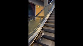 Adorable cat takes a downward escalator adventure in Quezon City