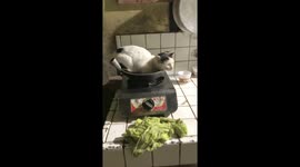 Mingming the adorable: a 6-year-old cat's cozy evening nap in a frying pan