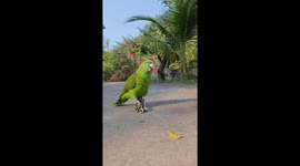 Parrot Shows Off Roller-Skating Skills