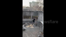 Adorable Black Bear Duo in Zoo in Henan, China