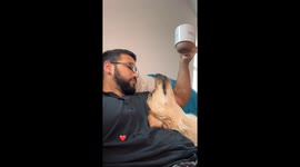 Golden Retriever Interrupts Morning Coffee