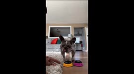 Creme The Pup Sings Happy Birthday