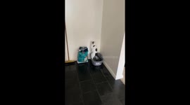 Cat Stands Up to Defecate