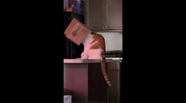 Cat Gets Head Stuck in Cardboard Box