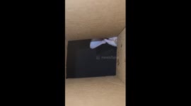 Sphynx Cat Reaches Into Box