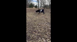 Tiny pig stands up for itself whilst being targeted by much larger goat