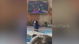 Rare asian black bear suddenly attacks performer during circus act
