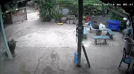 Clumsy Pitbull sits on table which loses balance from his weight