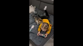 Adorable mischief: cat and child playtime in Volyn Oblast, Ukraine