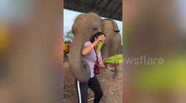 Hungry elephant grabs woman with trunk to get food