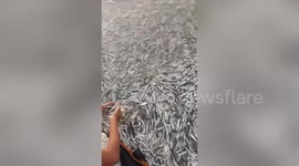 Thousands of anchovies pushed to shore causes frenzy among locals