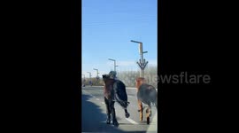 Horses spotted galloping among vehicles on Chinese highway